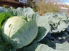 Капуста для засолки и хранения: 7 сортов и гибридов, которые рекомендуют дачники