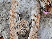 В Московском зоопарке за весну и лето родились более 150 детенышей