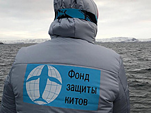 Экспедиция Фонда защиты китов встретила двух финвалов в Баренцевом море