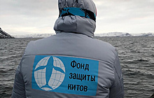 Экспедиция Фонда защиты китов встретила двух финвалов в Баренцевом море