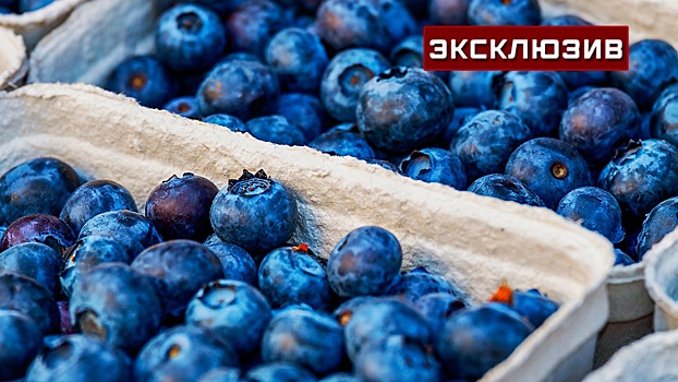 Агроном рассказал, чем отличаются российские ягоды от иностранных