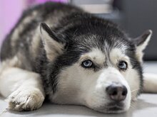 Сняли хаски, строго соблюдающую социальную дистанцию