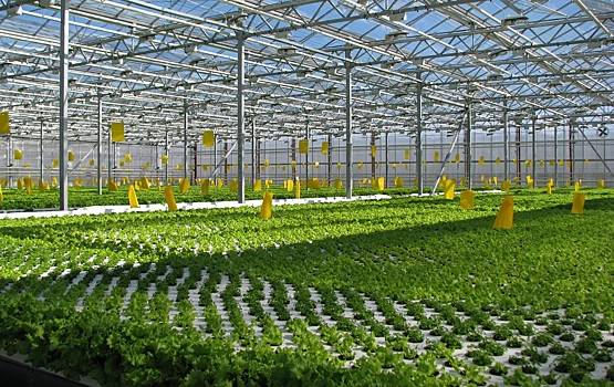 В Вологодской области идет строительство курпного тепличного комплекса