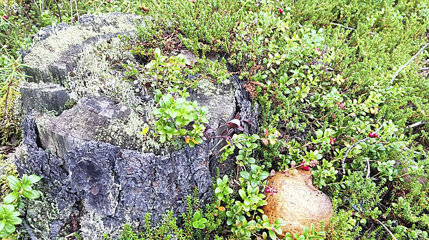 Под Петербургом нашли древнейший окаменевший пень