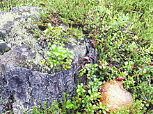 Под Петербургом нашли древнейший окаменевший пень