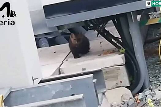 Забравшийся на Новосибирскую ГЭС соболь попал на видео