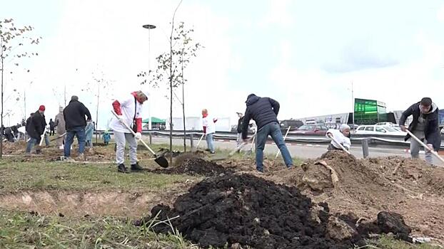 Более 80 деревьев высадили вдоль вылетной магистрали в Красногорске