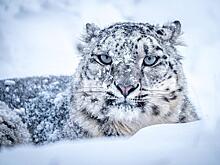 WWF России запустил кампанию ежегодной акции Час Земли 2023: Новости ➕1, 03.03.2023