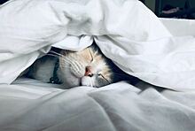 Почему кошки много спят: 4 причины
