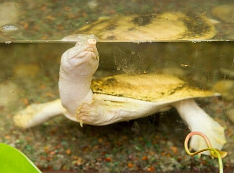 Черепаха-альбинос с редчайшим пороком сердца родилась в США