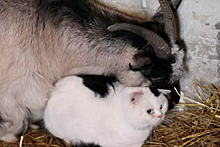 Коза Клеопатра и кот Цезарь подружились в приюте для животных в Челябинске