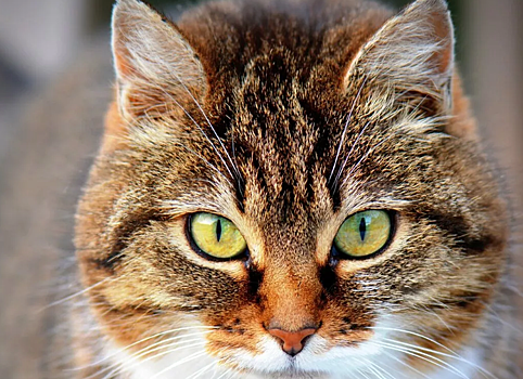 Депутат из Балакова раскритиковал решение губернатора о запрете кормить кошек в подъездах