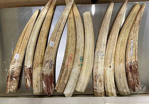 Бивни краснокнижного животного обнаружили в багаже мужчины в аэропорту Москвы