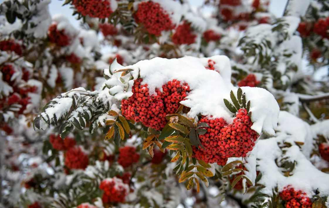 Рябина в снегу. Птицы едят рябину. Рябина зимой есть. Клест на рябине. Хохлатая свиристель.