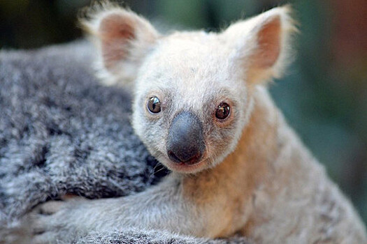 Смерть коалы дала ученым разгадку спасения всей популяции от вымирания
