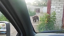 Дрессированную медведицу, напавшую на людей в Балакове, сняли на видео