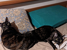 Показалось: топ смешных оптических иллюзий на фото