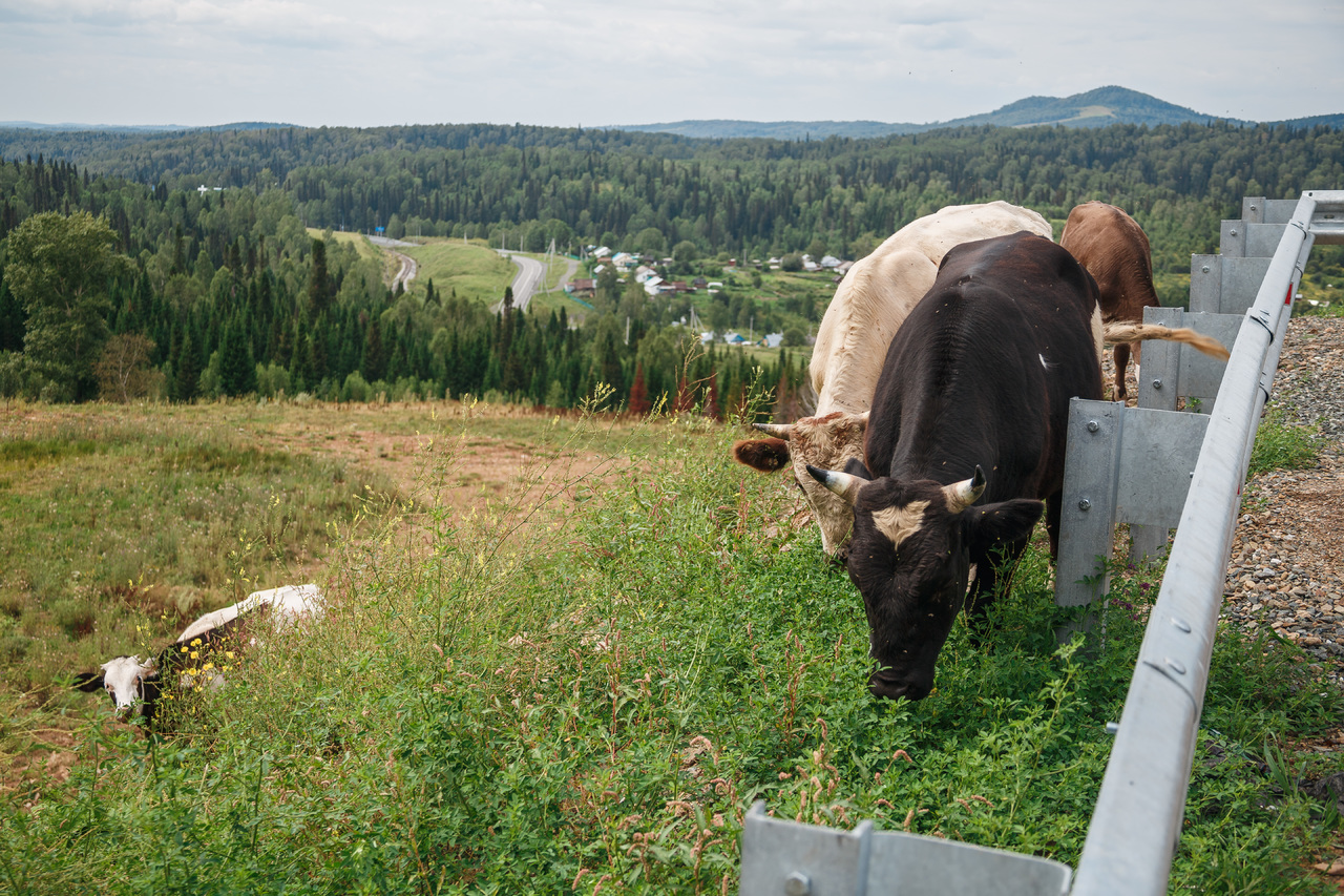 "Замена поголовья": губернатор Кузбасса подтвердил забой скота в Ваганово