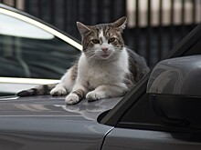 Оксана Кошак: во Львове впервые в мире пересчитают бродячих котов