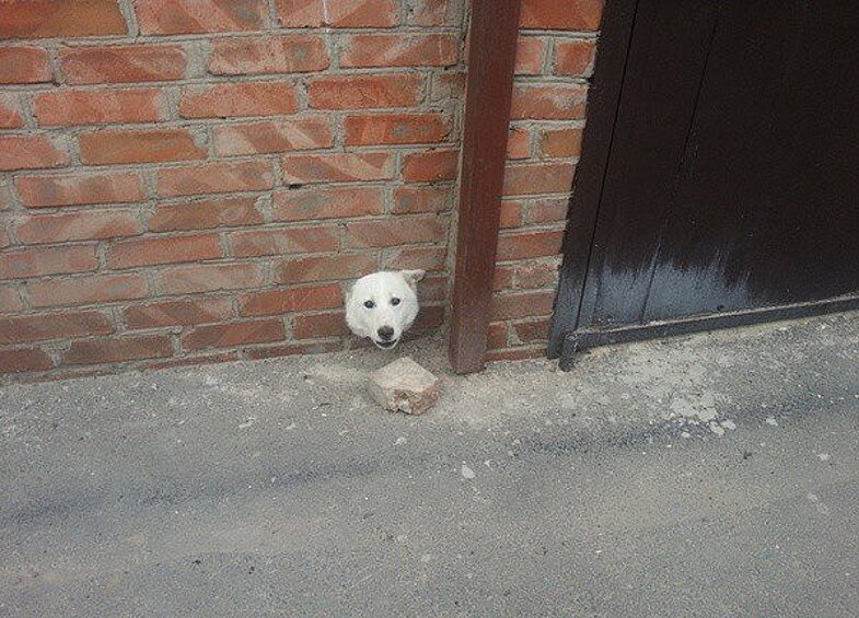 Эта собака, вероятно, удивлена не меньше очевидцев события.