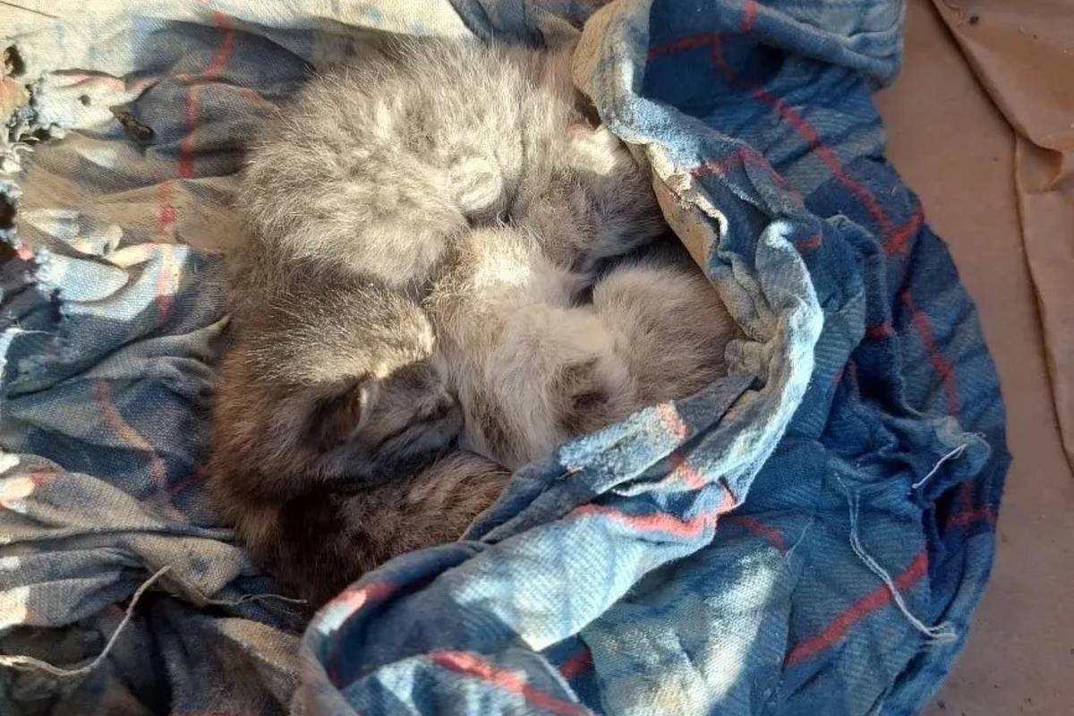 В Дагестане спасли котят, найденных на чердаке под разрушенной крышей