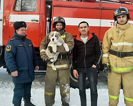 В Верхнем Уфалее сотрудники МЧС спасли щенка алабая, не дав ему замерзнуть