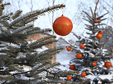 Петербургский депутат предложил поощрять россиян за сдачу новогодних елей на переработку