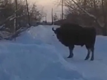Зубров подкармливают на границе Нижегородской и Владимирской областей