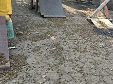 В Липецкой области бьют тревогу из-за массовой гибели пчел на пасеках