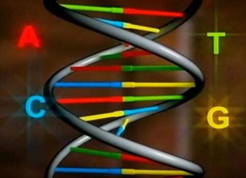 Процесс деления ДНК, остававшийся тайной 70 лет, раскрыт учеными