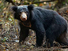 В Индии медведь-губач напал на восьмилетнего ребенка