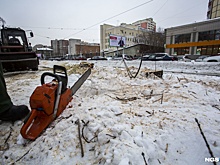 В сквере за оперным театром начали пилить деревья