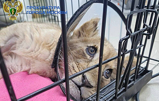 Хозяин львенка, содержавшегося в квартире в "Москва-Сити", признал свою ошибку