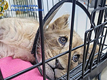 Хозяин львенка, содержавшегося в квартире в "Москва-Сити", признал свою ошибку