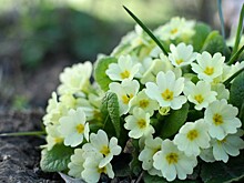 В библиотеке №189 пройдет 4 марта мастер-класс по созданию букета первоцветов