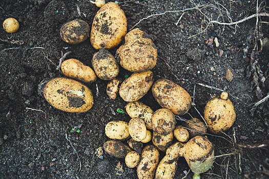 Что нужно сделать с клубнями картофеля перед их посадкой