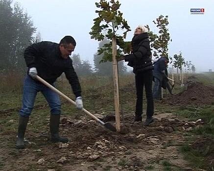 В Калининградской области посадили более 160 тысяч молодых деревьев