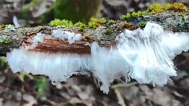 «Ледяные волосы» обнаружили  на деревьях Петербурга