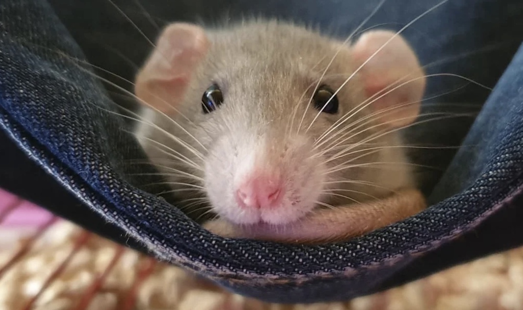 Ученые вывели мышей-химер с архаичным геном
