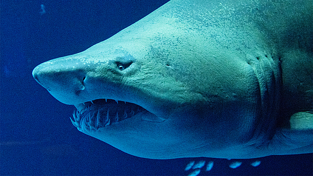 В Японии испытывают самолет с «кожей акул»