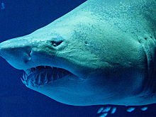 В Японии испытывают самолет с «кожей акул»