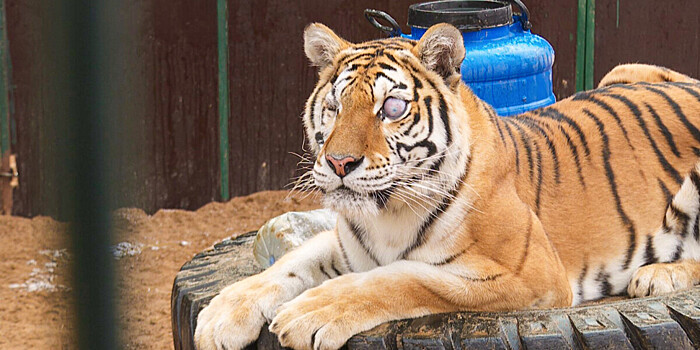 Аврорино горе: кто виноват в покалеченной судьбе тигрицы из Саратова?