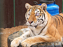 Аврорино горе: кто виноват в покалеченной судьбе тигрицы из Саратова?