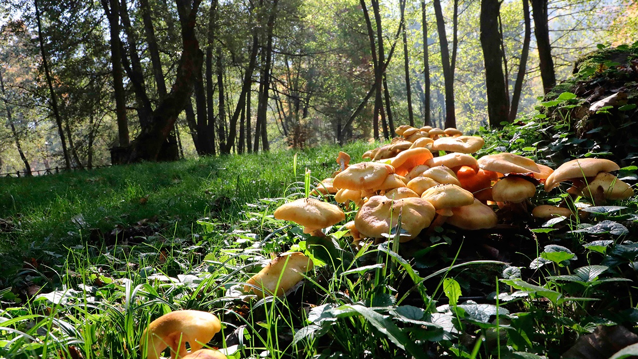 Биолог рассказал, что морозы в Подмосковье не испортят грибной сезон