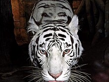 В Международный день тигра Дарвиновский музей рассказал о своем особенном экспонате