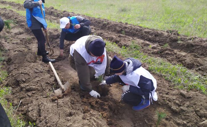 В Курской области высадили более 6,5 тысячи сеянцев дуба
