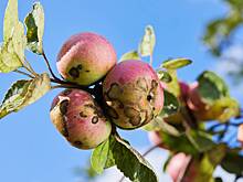 Как избавиться от парши: эффективные способы вылечить и защитить яблони и картофель