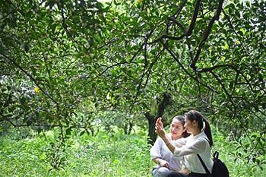 Туристические мандариновые сады в уезде Наньфэн