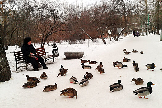 Ученый объяснил, почему утки остаются на зимовку в Екатеринбурге