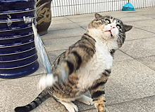 Харизматичный кот прославился гримасами